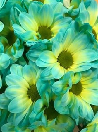 Chr T Verf Kennedy Doublemint Yellow Blue