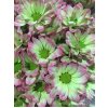 Chr T Verf Kennedy Hortensia Green Pink