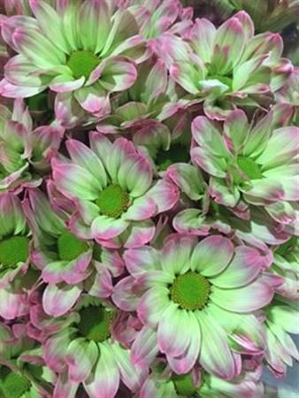 Chr T Verf Kennedy Hortensia Green Pink