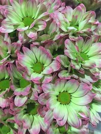 Chr T Verf Kennedy Hortensia Green Pink