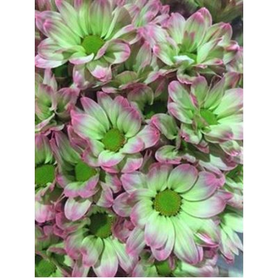 Chr T Verf Kennedy Hortensia Green Pink