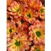 Chr T Verf Kennedy Moonshine Orange Pink