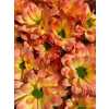 Chr T Verf Kennedy Moonshine Orange Pink