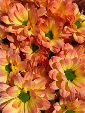 Chr T Verf Kennedy Moonshine Orange Pink