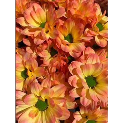 Chr T Verf Kennedy Moonshine Orange Pink