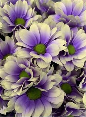Chr T Verf Kennedy Purple Fresh Purple Yellow