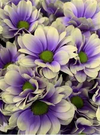 Chr T Verf Kennedy Purple Fresh Purple Yellow