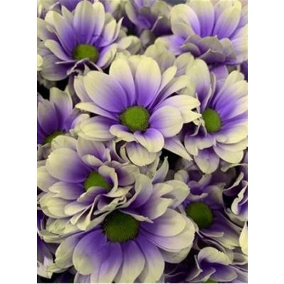 Chr T Verf Kennedy Purple Fresh Purple Yellow