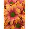 Chr T Verf Kennedy Roma Pink Orange