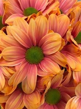 Chr T Verf Kennedy Roma Pink Orange