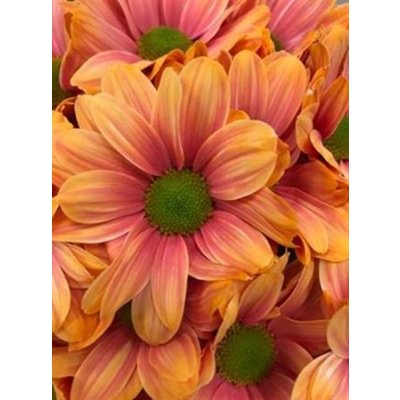 Chr T Verf Kennedy Roma Pink Orange