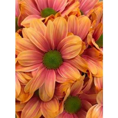Chr T Verf Kennedy Roma Pink Orange