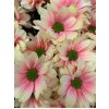 Chr T Verf Kennedy Sunshine Pink Yellow