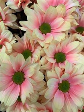 Chr T Verf Kennedy Sunshine Pink Yellow