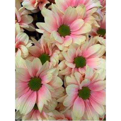 Chr T Verf Kennedy Sunshine Pink Yellow