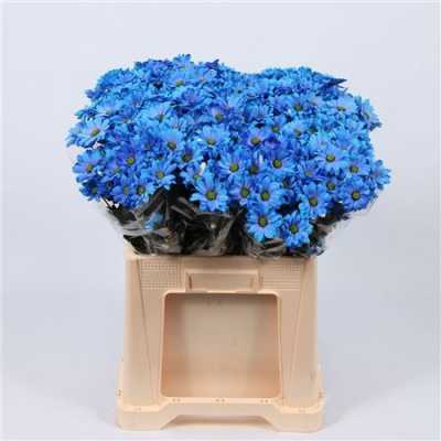Chr T Verf Reagan Blue