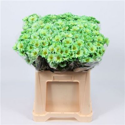 Chr T Verf Reagan Green Glt