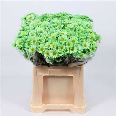 Chr T Verf Reagan Green Glt