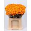 Chr T Verf Reagan Orange