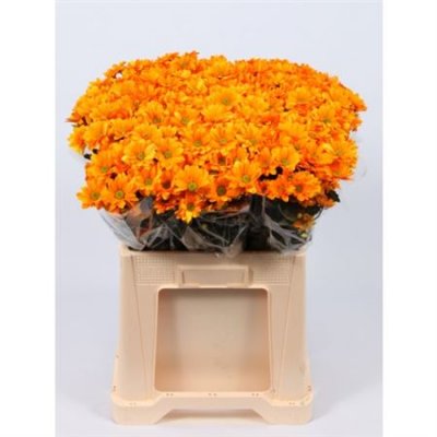 Chr T Verf Reagan Orange