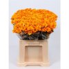 Chr T Verf Reagan Orange Glt