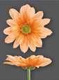 Chr T Verf Reagan Peach