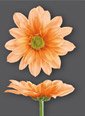Chr T Verf Reagan Peach