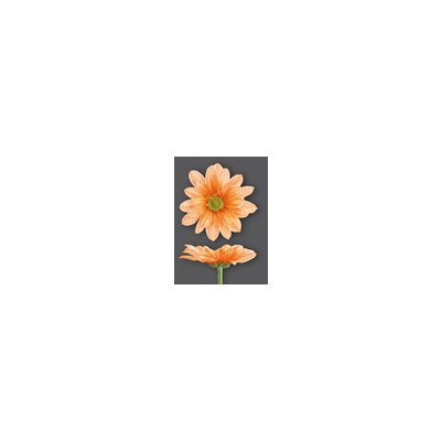 Chr T Verf Reagan Peach