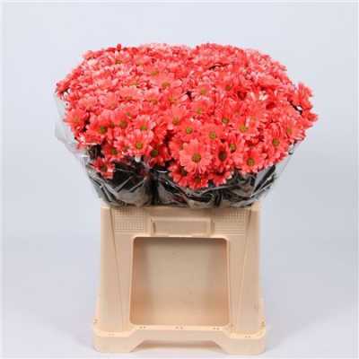 Chr T Verf Reagan Pink Glt