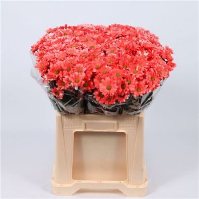 Chr T Verf Reagan Pink Glt