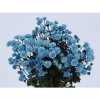 Chr T Verf Stallion Blue