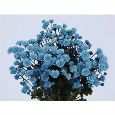 Chr T Verf Stallion Blue