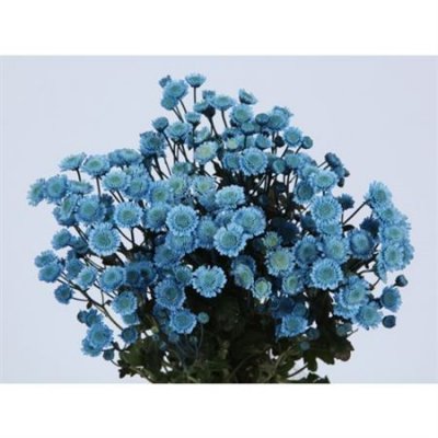 Chr T Verf Stallion Blue