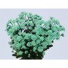 Chr T Verf Stallion Green
