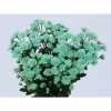 Chr T Verf Stallion Green