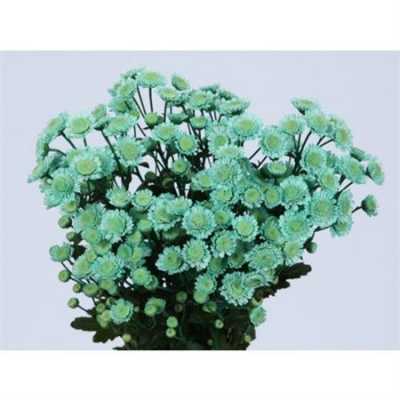 Chr T Verf Stallion Green