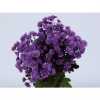 Chr T Verf Stallion Milka