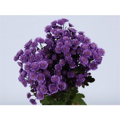 Chr T Verf Stallion Milka