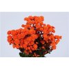 Chr T Verf Stallion Orange
