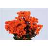 Chr T Verf Stallion Orange