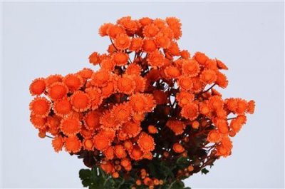 Chr T Verf Stallion Orange