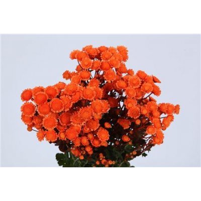 Chr T Verf Stallion Orange