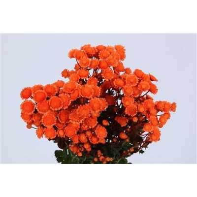 Chr T Verf Stallion Orange
