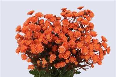 Chr T Verf Stallion Peach