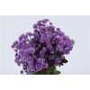 Chr T Verf Stallion Purple