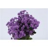 Chr T Verf Stallion Purple