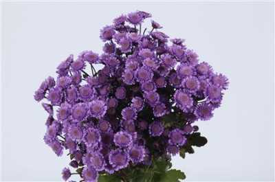 Chr T Verf Stallion Purple