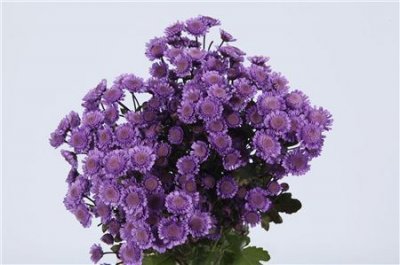 Chr T Verf Stallion Purple