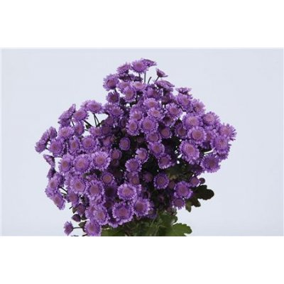 Chr T Verf Stallion Purple