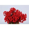 Chr T Verf Stallion Red